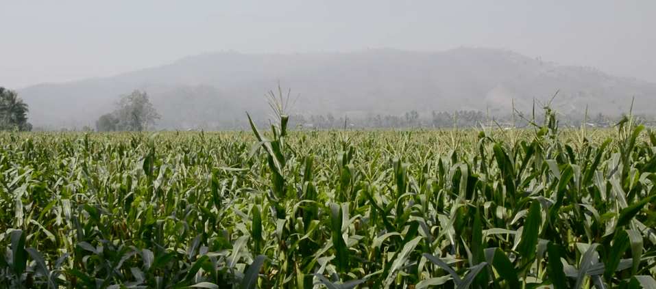 SMOKE: A Crisis in Northern Thailand, The Health Effects and a Solution