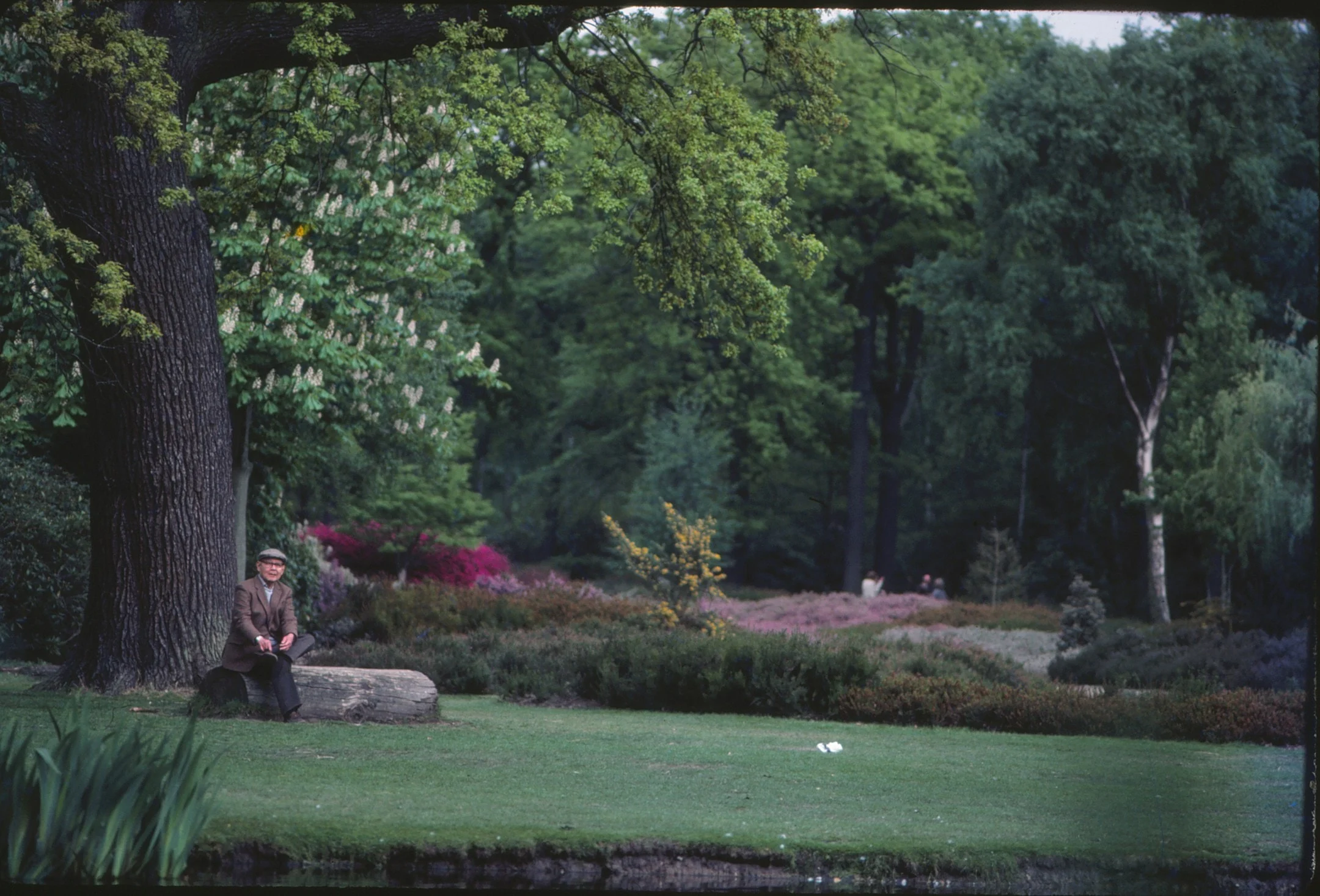 ป๋วยที่ Isabella Plantation, Richmond Park ประเทศอังกฤษ พ.ศ. 2527